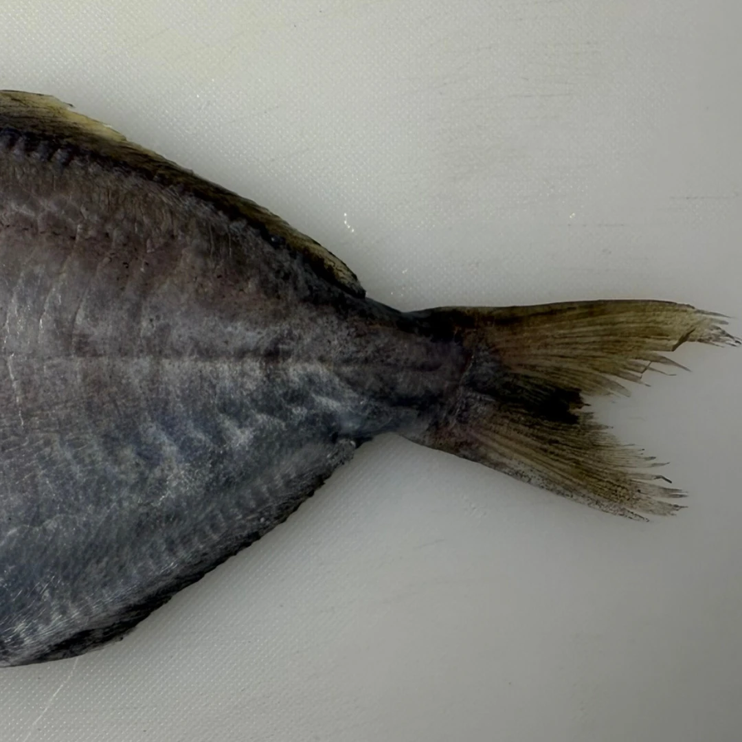 EBODAI - FRESH WILD BUTTERFISH - Psenopsis Anomala エボダイ Ebodai WHOLE 0.75 LB (2).png