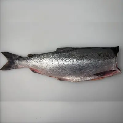  紅鮭  Benizake Sockeye COPPER RIVER 3.6 LB