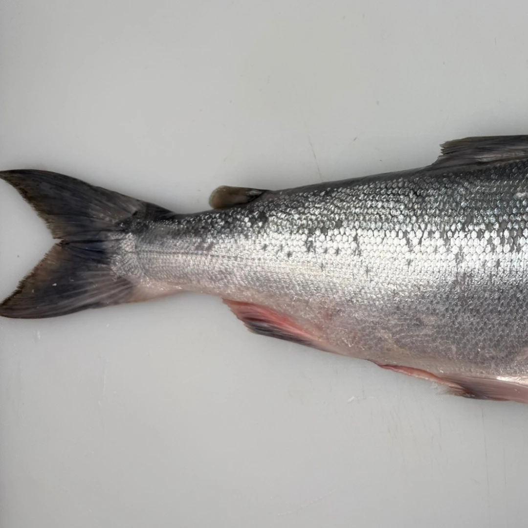 copper river BENIZAKE - FRESH WILD SOCKEYE SALMON WHOLE - Oncorhynchus nerka (2).png
