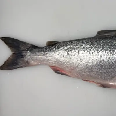 copper river BENIZAKE - FRESH WILD SOCKEYE SALMON WHOLE - Oncorhynchus nerka (2).png