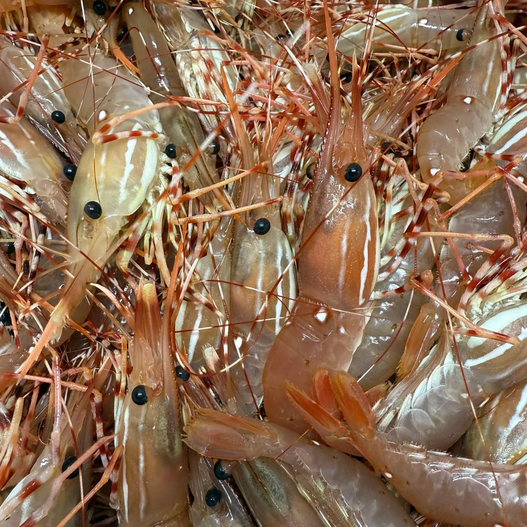 BC BOTAN EBI - FRESH WILD BC SPOT PRAWN -  Pandalus platyceros.png