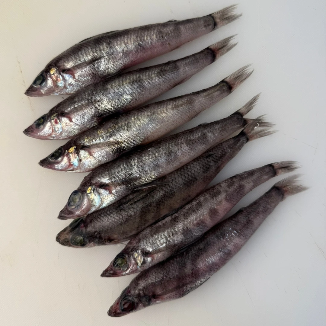 MEHIKARI - FRESH WILD BIGEYED GREENEYE - Chlorophthalmus albatrossis Jordan & Starks.png