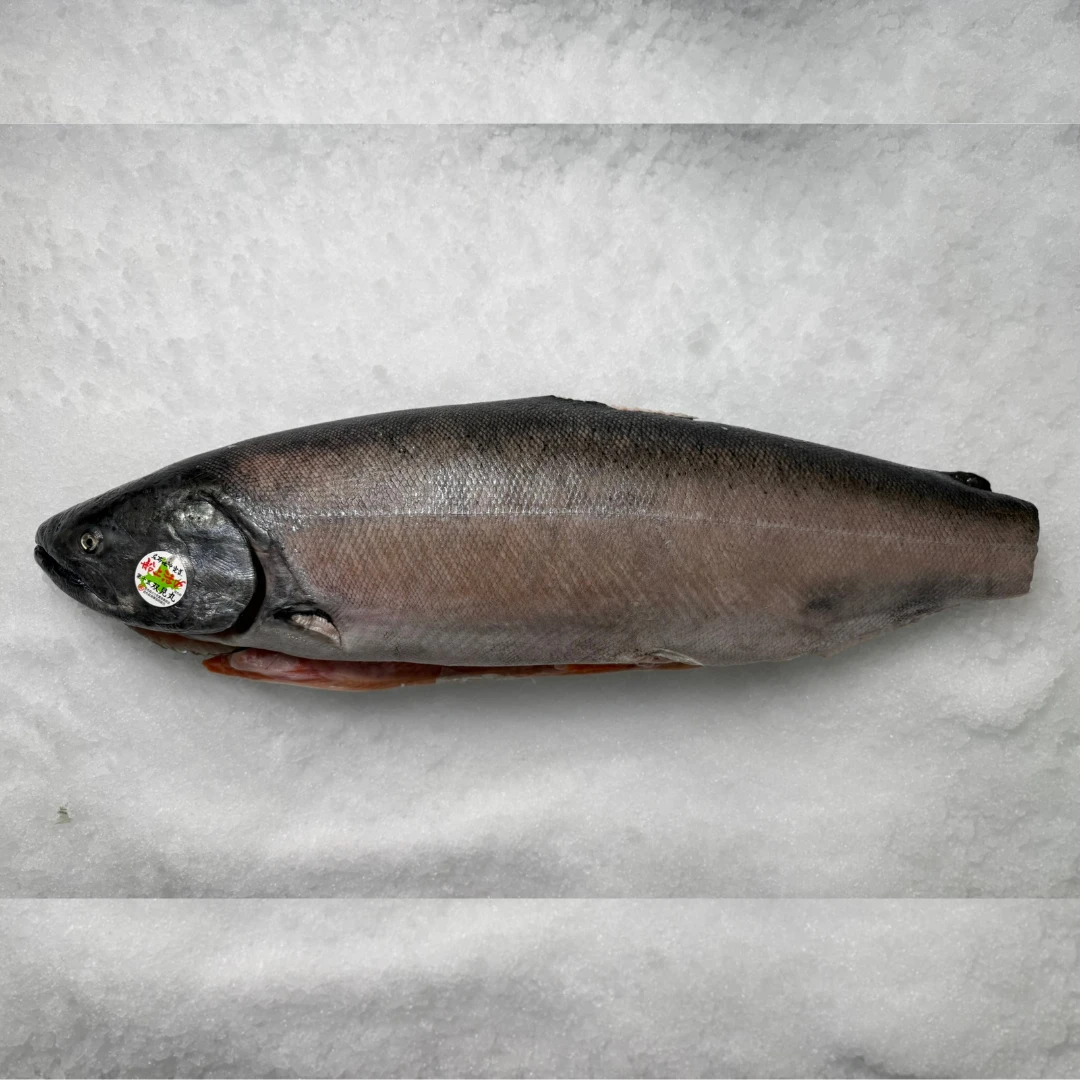 MASUMOSUKE - FRESH WILD KING SALMON - Oncorhynchus tshawytscha.png