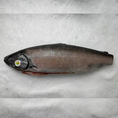 MASUMOSUKE - FRESH WILD KING SALMON - Oncorhynchus tshawytscha.png