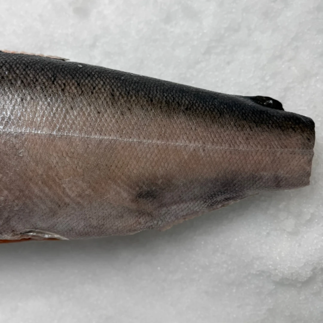 MASUMOSUKE - FRESH WILD KING SALMON - Oncorhynchus tshawytscha (4).png