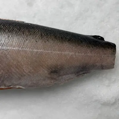MASUMOSUKE - FRESH WILD KING SALMON - Oncorhynchus tshawytscha (4).png
