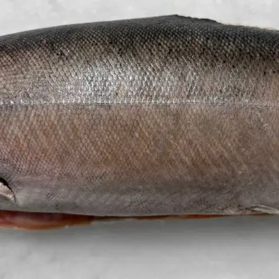 MASUMOSUKE - FRESH WILD KING SALMON - Oncorhynchus tshawytscha (3).png