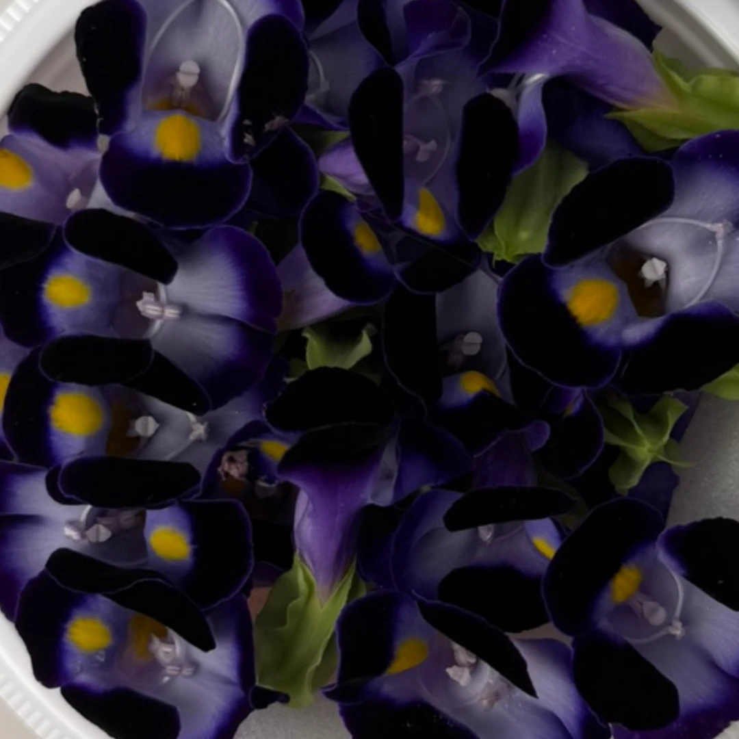 SHOKUYŌ HANA (TORENIA MURASAKI) - WISHBONE EDIBLE FLOWER (Purple) - Torenia (2).png