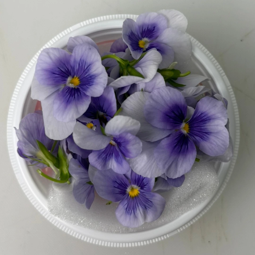 SHOKUYŌ HANA (BIORA USUMURASAKI) - VIOLA EDIBLE FLOWER (Light Purple) - Viola wittrockiana.png