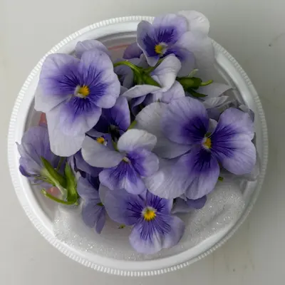 SHOKUYŌ HANA (BIORA USUMURASAKI) - VIOLA EDIBLE FLOWER (Light Purple) - Viola wittrockiana.png