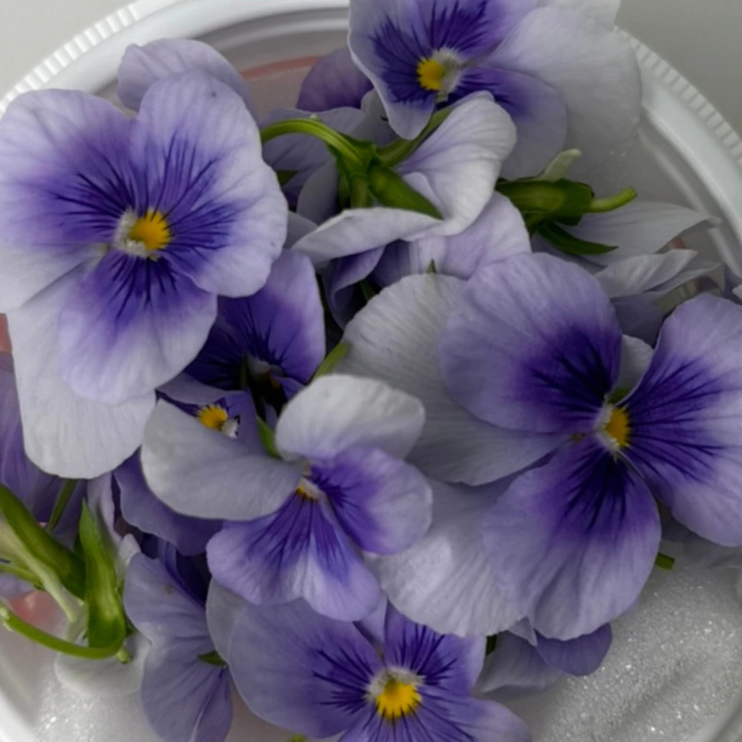 SHOKUYŌ HANA (BIORA USUMURASAKI) - VIOLA EDIBLE FLOWER (Light Purple) - Viola wittrockiana (2).png