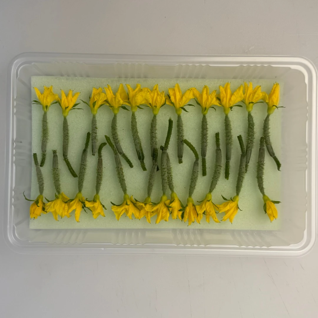 HANAMARU KYŪRI - CUCUMBER EDIBLE FLOWER - Cucumis sativus (4).png