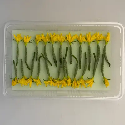 HANAMARU KYŪRI - CUCUMBER EDIBLE FLOWER - Cucumis sativus (4).png
