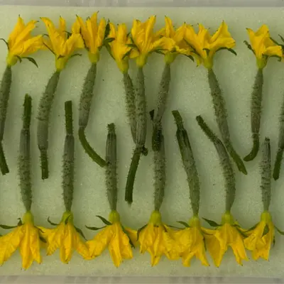  花丸きゅうり  Hanamaru Kyūri  Baby Cuke w/Flower