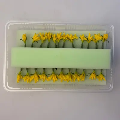 HANAMARU KYŪRI - CUCUMBER EDIBLE FLOWER - Cucumis sativus (2).png