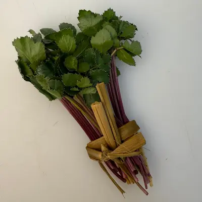 浜防風  Hamabōfū Coastal Ginseng