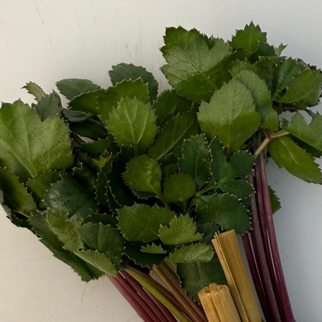 HAMABŌFŪ - FRESH COASTAL GINSENG - Glehnia littoralis (2).png