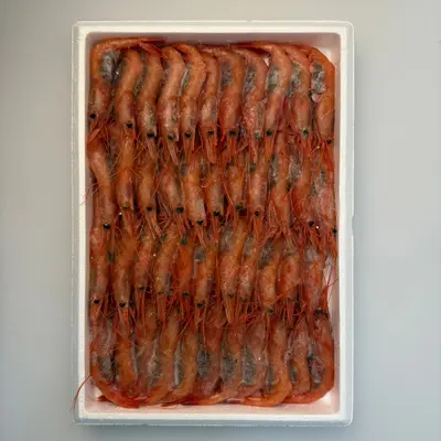 AMAEBI MARUGOTO - FRESH WILD WHOLE JAPANESE PINK PRAWN -  Pandalus eous Makarov (2).png