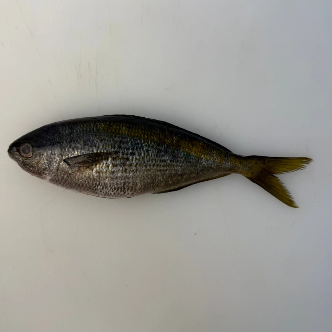 TAKABE - FRESH WILD YELLOW STRIPED BUTTERFISH - Labracoglossa argentiventris Peters.png