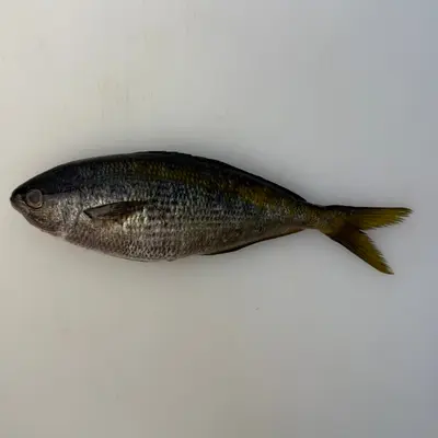TAKABE - FRESH WILD YELLOW STRIPED BUTTERFISH - Labracoglossa argentiventris Peters.png