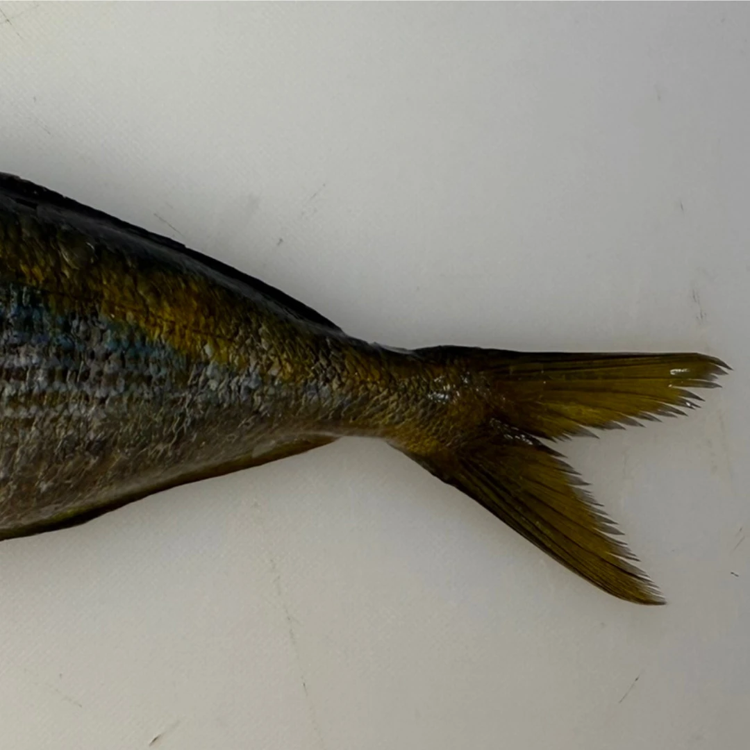 TAKABE - FRESH WILD YELLOW STRIPED BUTTERFISH - Labracoglossa argentiventris Peters (3).png