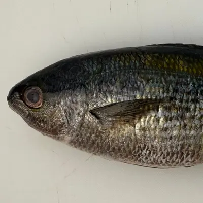 TAKABE - FRESH WILD YELLOW STRIPED BUTTERFISH - Labracoglossa argentiventris Peters (2).png