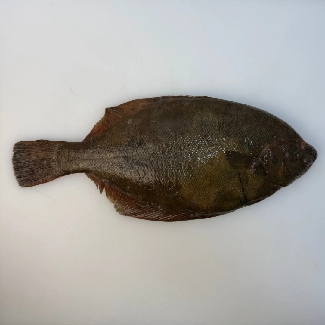 MAKOGAREI - FRESH WILD MARBLED FLOUNDER - Pseudopleuronectes yokohamae.png