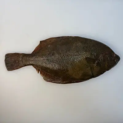眞子ガレイ MakoGarei WHOLE 2.2 LB