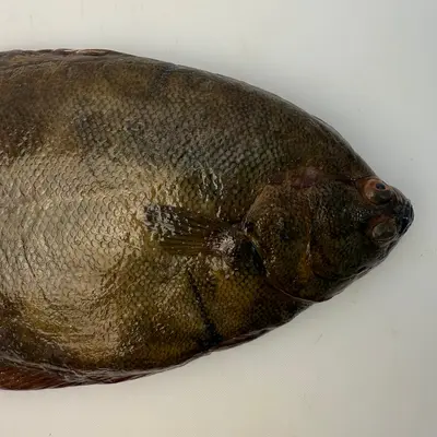 MAKOGAREI - FRESH WILD MARBLED FLOUNDER - Pseudopleuronectes yokohamae (3).png
