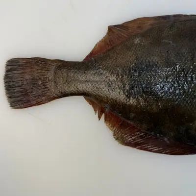 MAKOGAREI - FRESH WILD MARBLED FLOUNDER - Pseudopleuronectes yokohamae (2).png