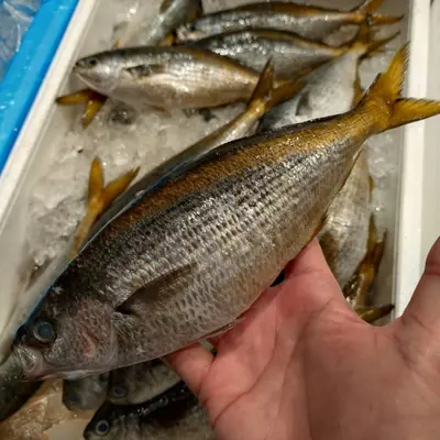 TAKABE - FRESH WILD YELLOW STRIPED BUTTERFISH - Labracoglossa argentiventris Peters.png