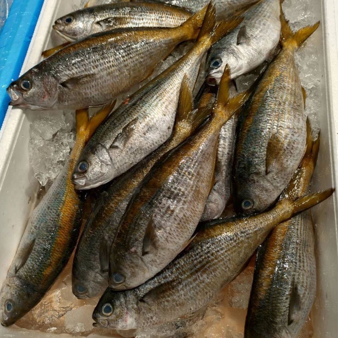 TAKABE - FRESH WILD YELLOW STRIPED BUTTERFISH - Labracoglossa argentiventris Peters (2).png