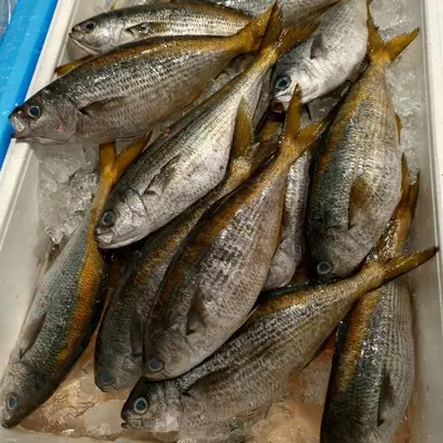 TAKABE - FRESH WILD YELLOW STRIPED BUTTERFISH - Labracoglossa argentiventris Peters (2).png