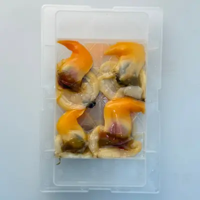 AOYAGI MUKI - FRESH SHUCKED ROUND CLAM MEAT - Tapes philippinarum.png