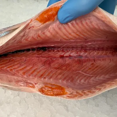  紅鮭  Benizake Sockeye QUALARK/FRASER RIVER 4.6 LB