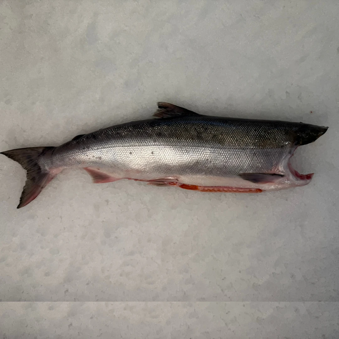 qualark BENIZAKE - FRESH WILD SOCKEYE SALMON WHOLE - Oncorhynchus nerka.png