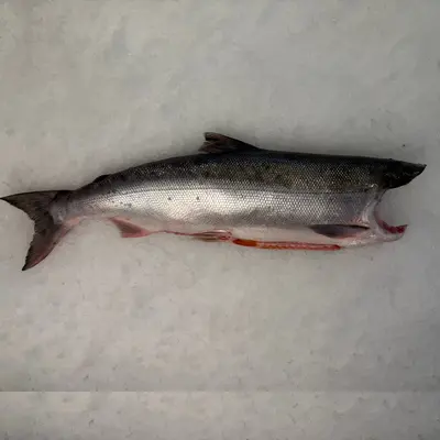 qualark BENIZAKE - FRESH WILD SOCKEYE SALMON WHOLE - Oncorhynchus nerka.png