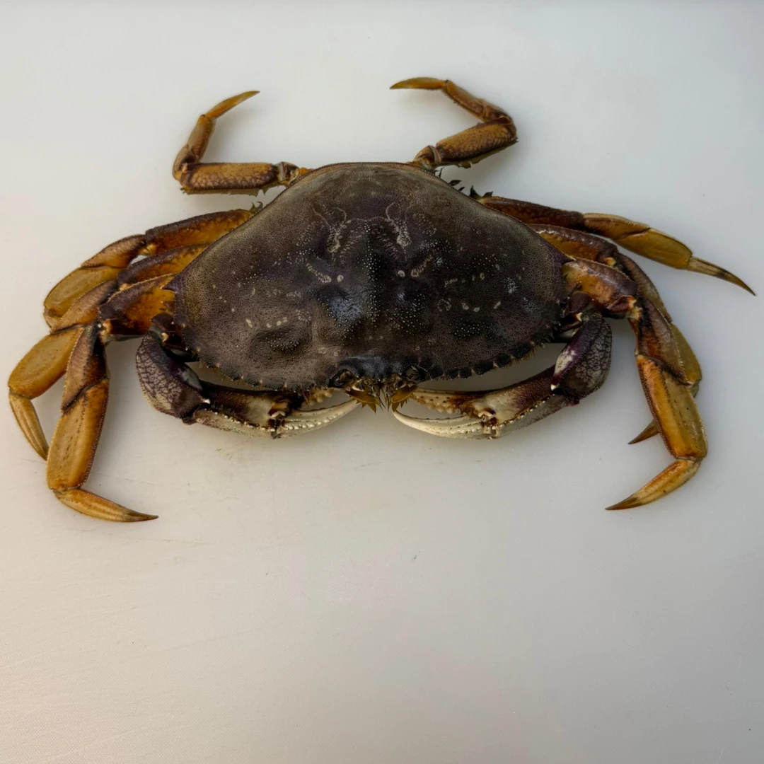 ICHOGANI - LIVE WILD DUNGENESS CRAB - Metacarcinus magister.png