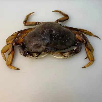 ICHOGANI - LIVE WILD DUNGENESS CRAB - Metacarcinus magister.png