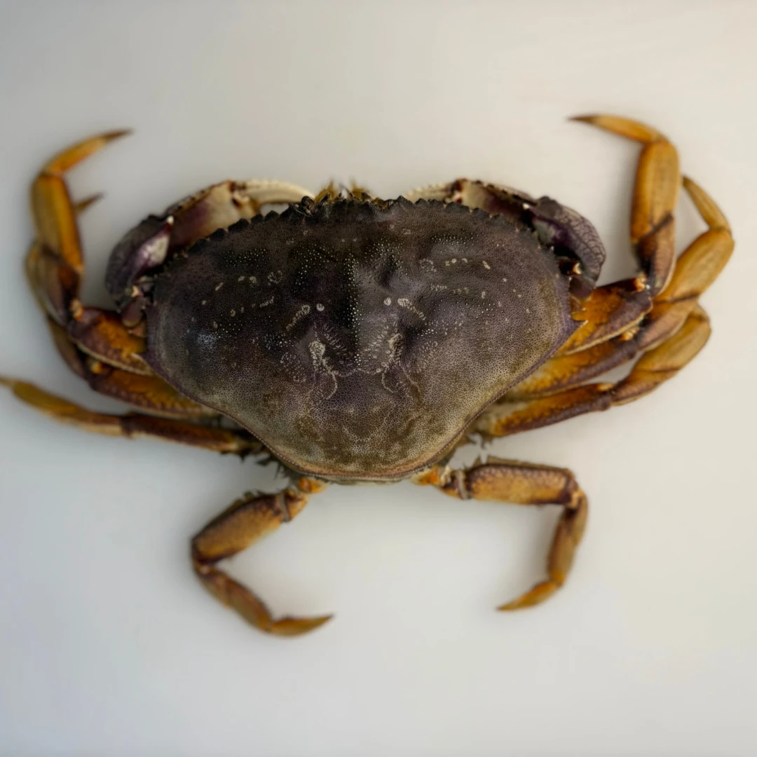 ICHOGANI - LIVE WILD DUNGENESS CRAB - Metacarcinus magister (2).png