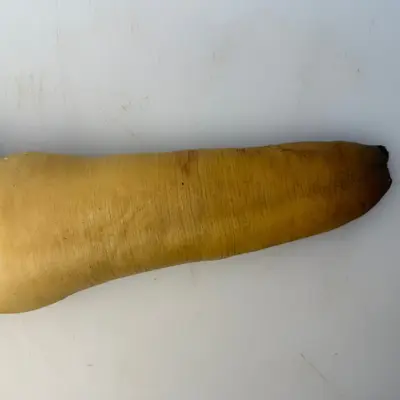 MIRUGAI - LIVE WILD BC GEODUCK in SHELL - Panopea generosa (3).png