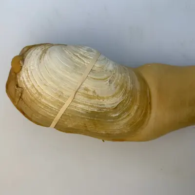 MIRUGAI - LIVE WILD BC GEODUCK in SHELL - Panopea generosa (2).png