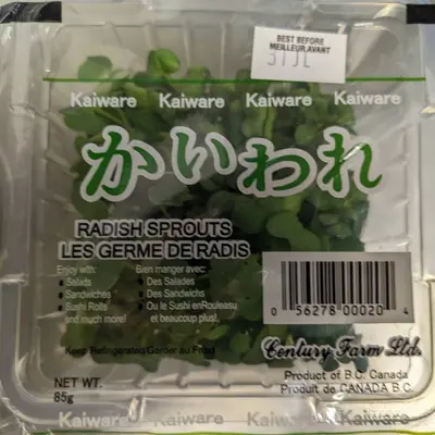 KAIWARE - FRESH WILD RADISH SPROUTS - Raphanus sativus var. longipinnatus.png