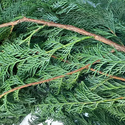  檜の葉  Hinoki Leaves