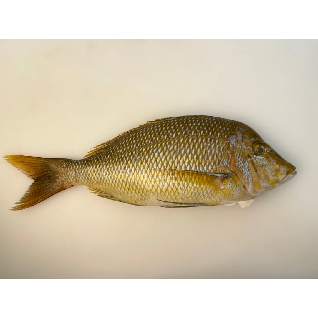 FUEFUKI TAI - FRESH WILD CHINESE EMPEROR BREAM - Lethrinus Haematopterus.png
