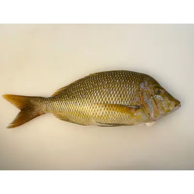 フエフキダイ Fuefuki WHOLE 2.2 LB