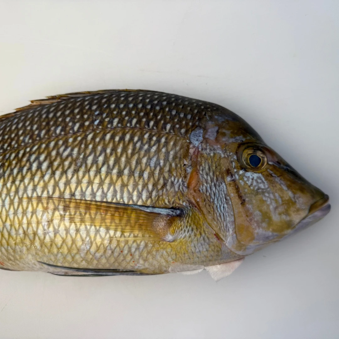 FUEFUKI TAI - FRESH WILD CHINESE EMPEROR BREAM - Lethrinus Haematopterus (3).png