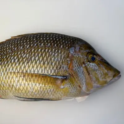 FUEFUKI TAI - FRESH WILD CHINESE EMPEROR BREAM - Lethrinus Haematopterus (3).png