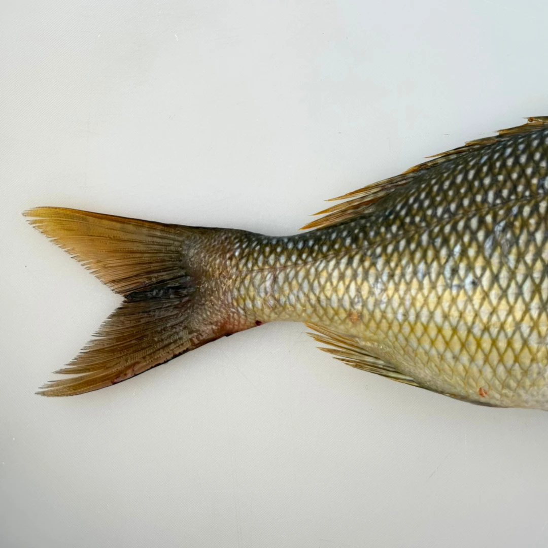 FUEFUKI TAI - FRESH WILD CHINESE EMPEROR BREAM - Lethrinus Haematopterus (2).png
