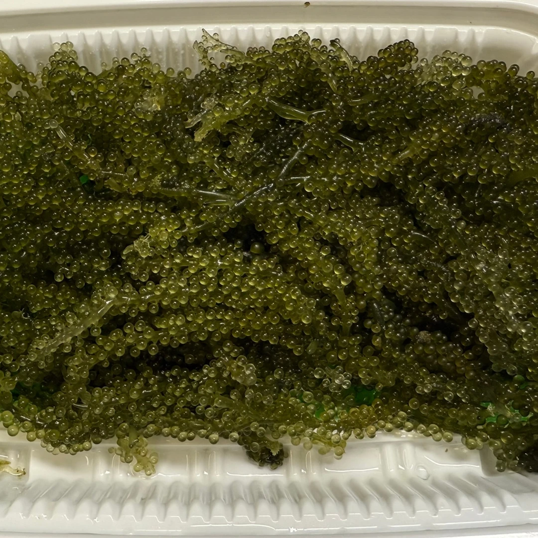 UMIBUDŌ - FRESH WILD SEA GRAPES - Caulerpa lentillifera (2).png